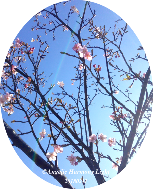 20180211 早咲きの桜さん
