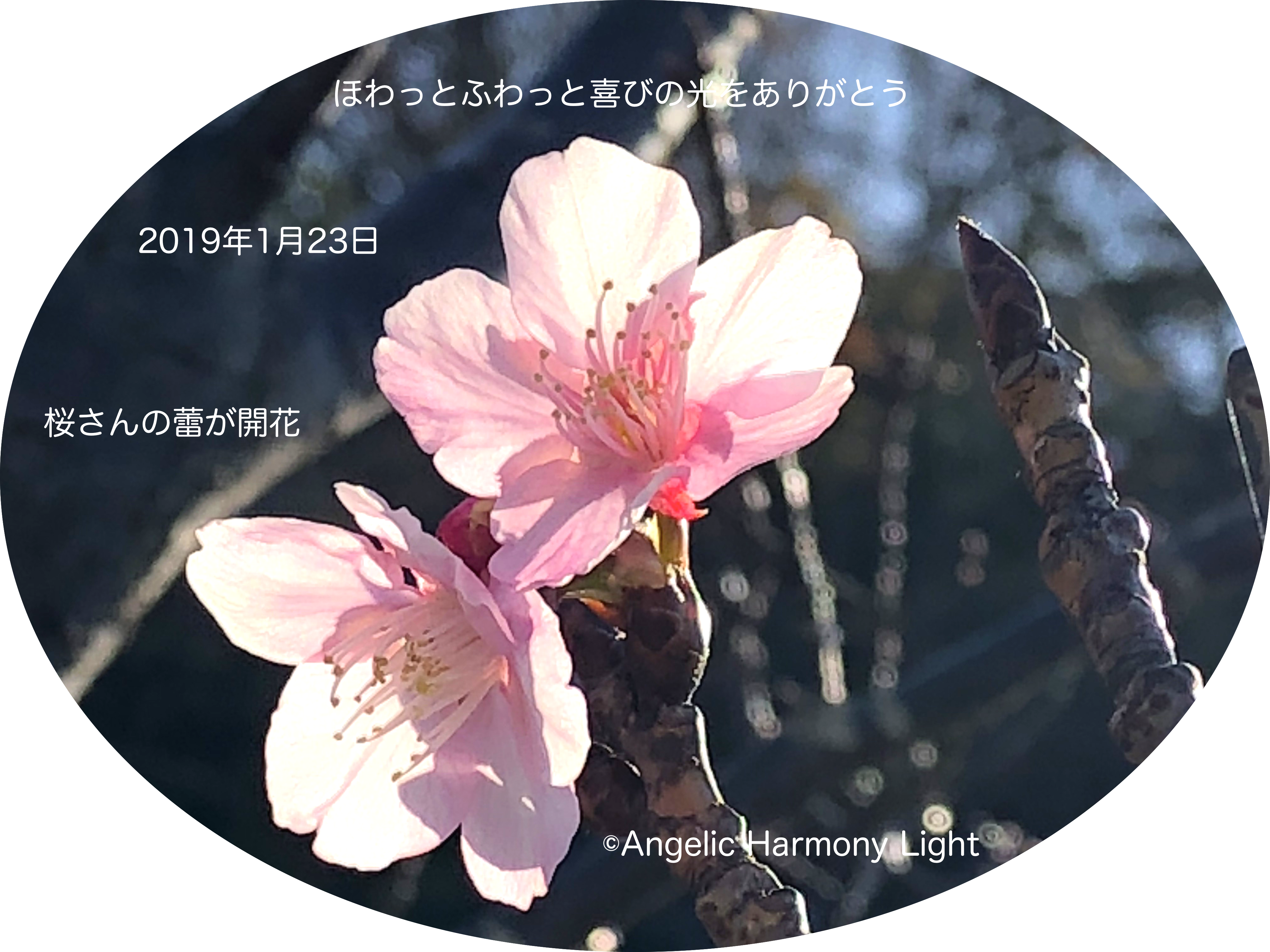 2019年1月23日早咲きの桜さんの喜び♪
